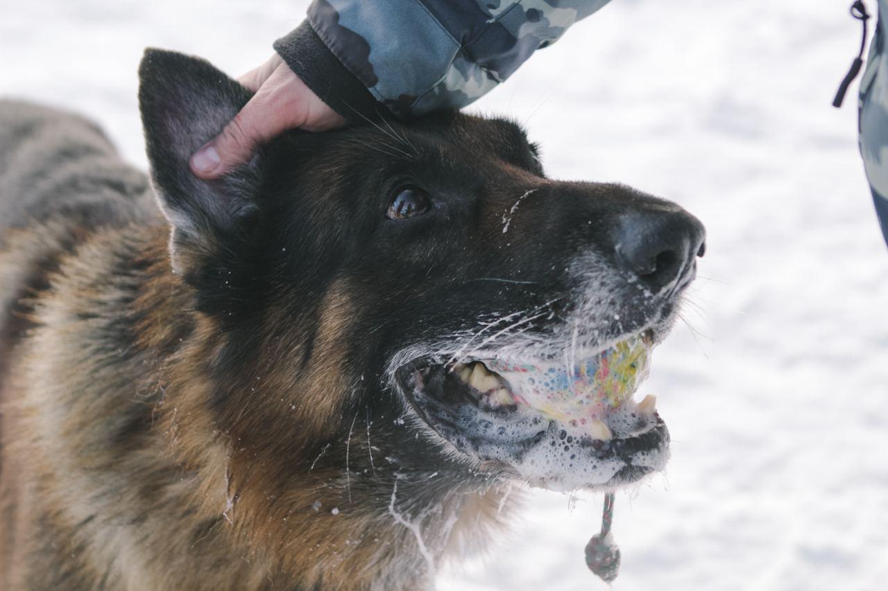 Фото «Можно валяться кверху пузом»: чем занимаются служебные собаки Новосибирска на пенсии 4